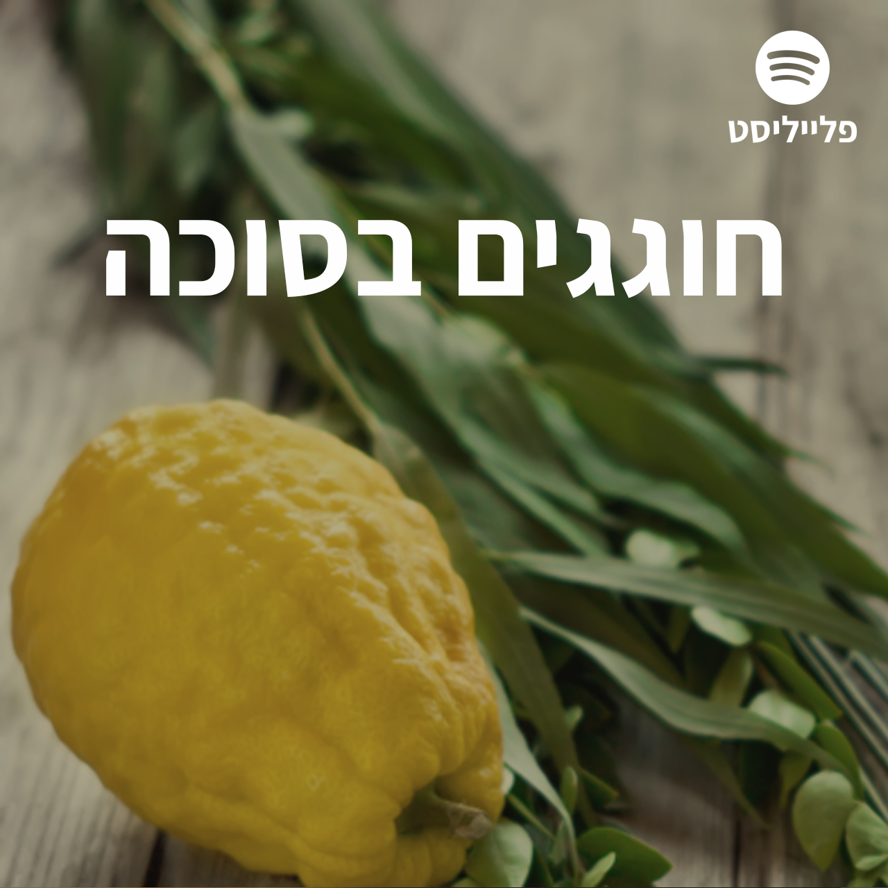 סוכות